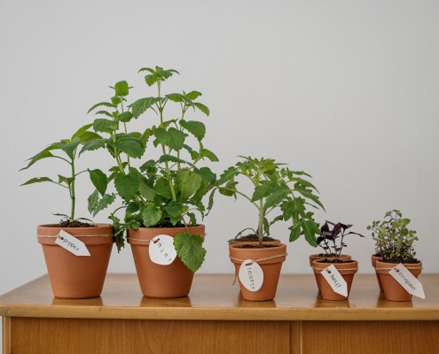 inside potted plants