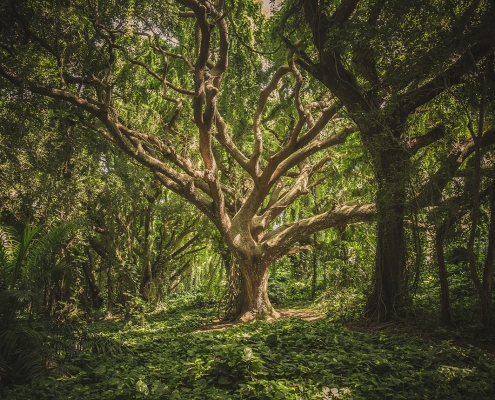 Green Leaf Tree by