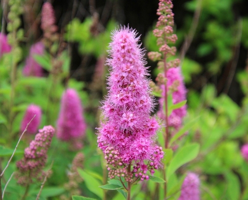 Purple Loosestrife by Image by Dieter Staab from Pixabay