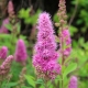 Purple Loosestrife by Image by Dieter Staab from Pixabay