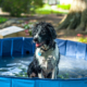 Dog in a small lawn pool