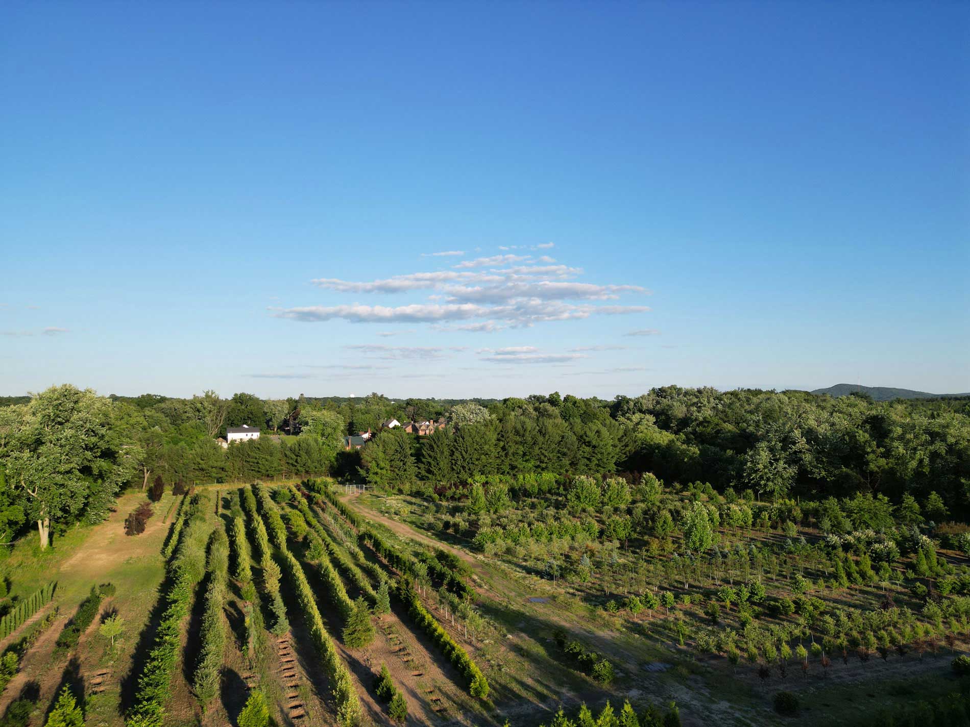 Tree Farm