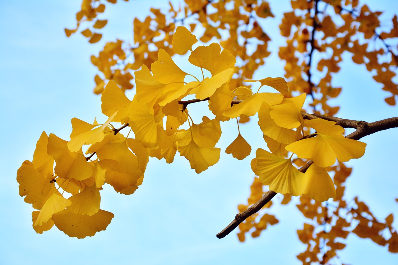 Ginko tree