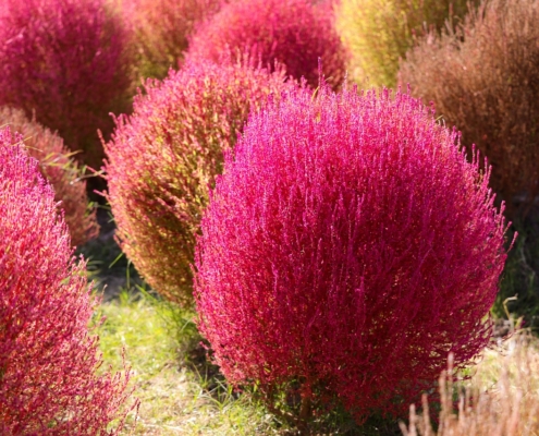 Kochia tree