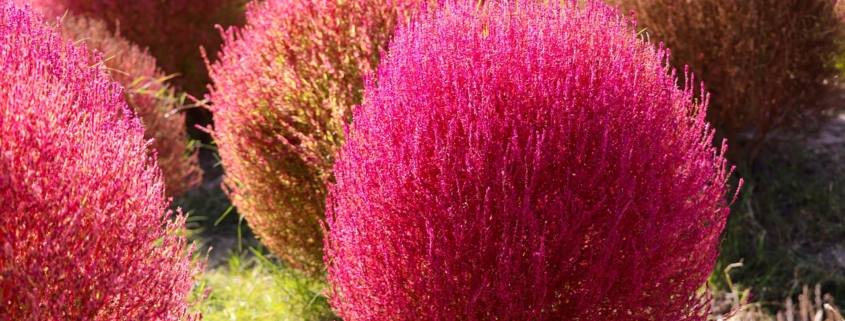 Kochia tree