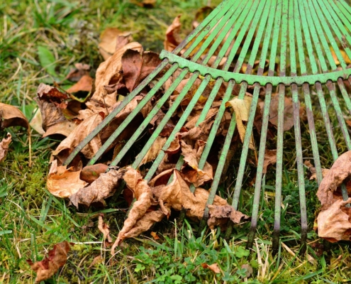 leaves and grass and rake