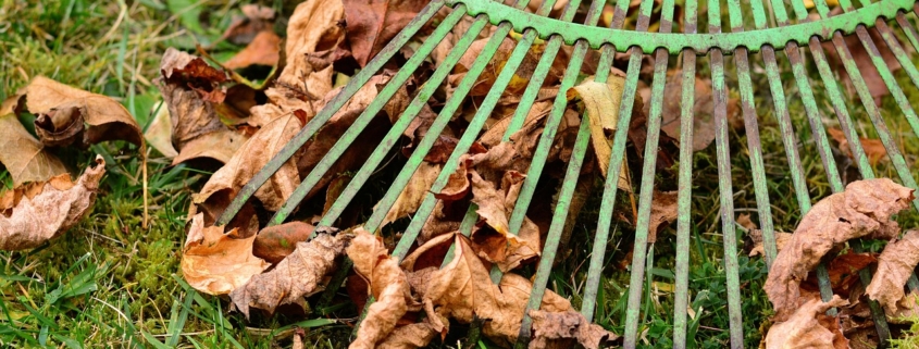 leaves and grass and rake